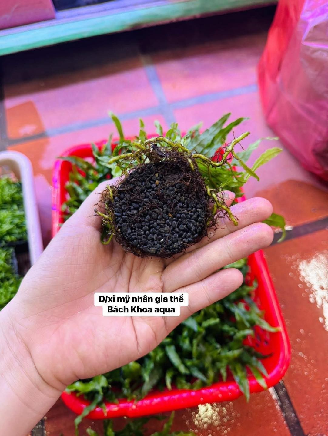 Dương xỉ Mỹ Nhân gắn sẵn giá thể napad siêu khỏe